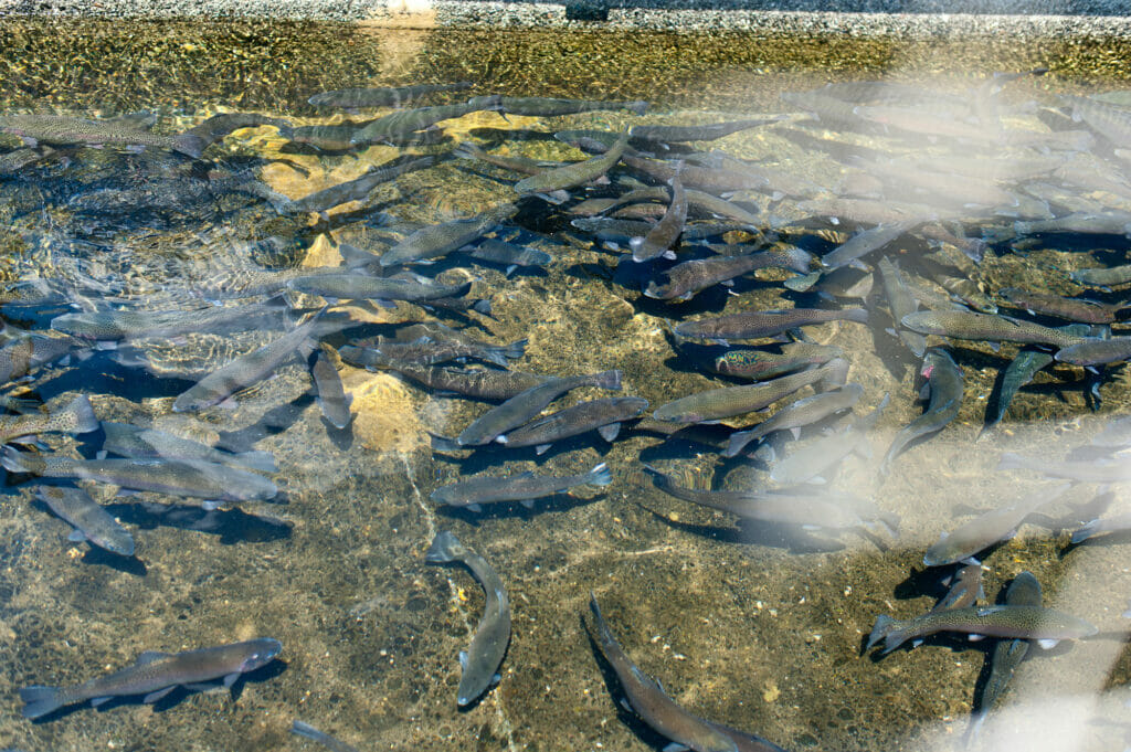 Dozens of rainbow trout swim in shallow water