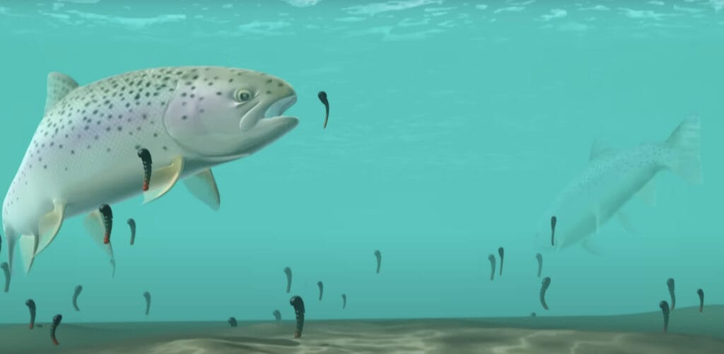 Tip Wet And Nymph Fishing Explained Trout Unlimited