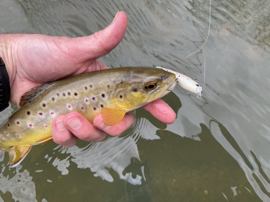 The Versatile Angler: Fishing Hard Baits For Big Winter Trout - Trout  Unlimited