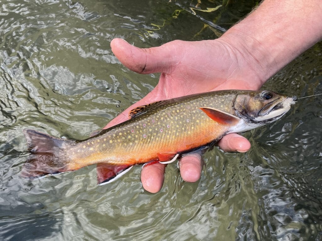 Trout Fishing in America: Addison County's Secret Streams