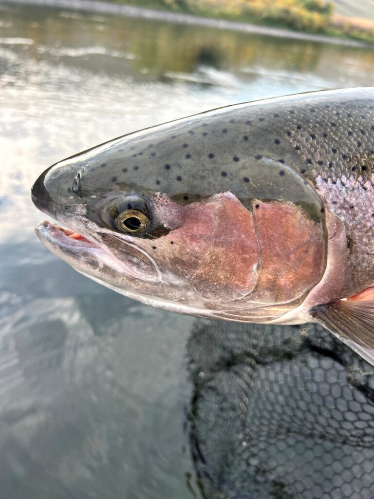 The True Cast - It Isn't About The Gear. It's About The Hook. - Trout  Unlimited