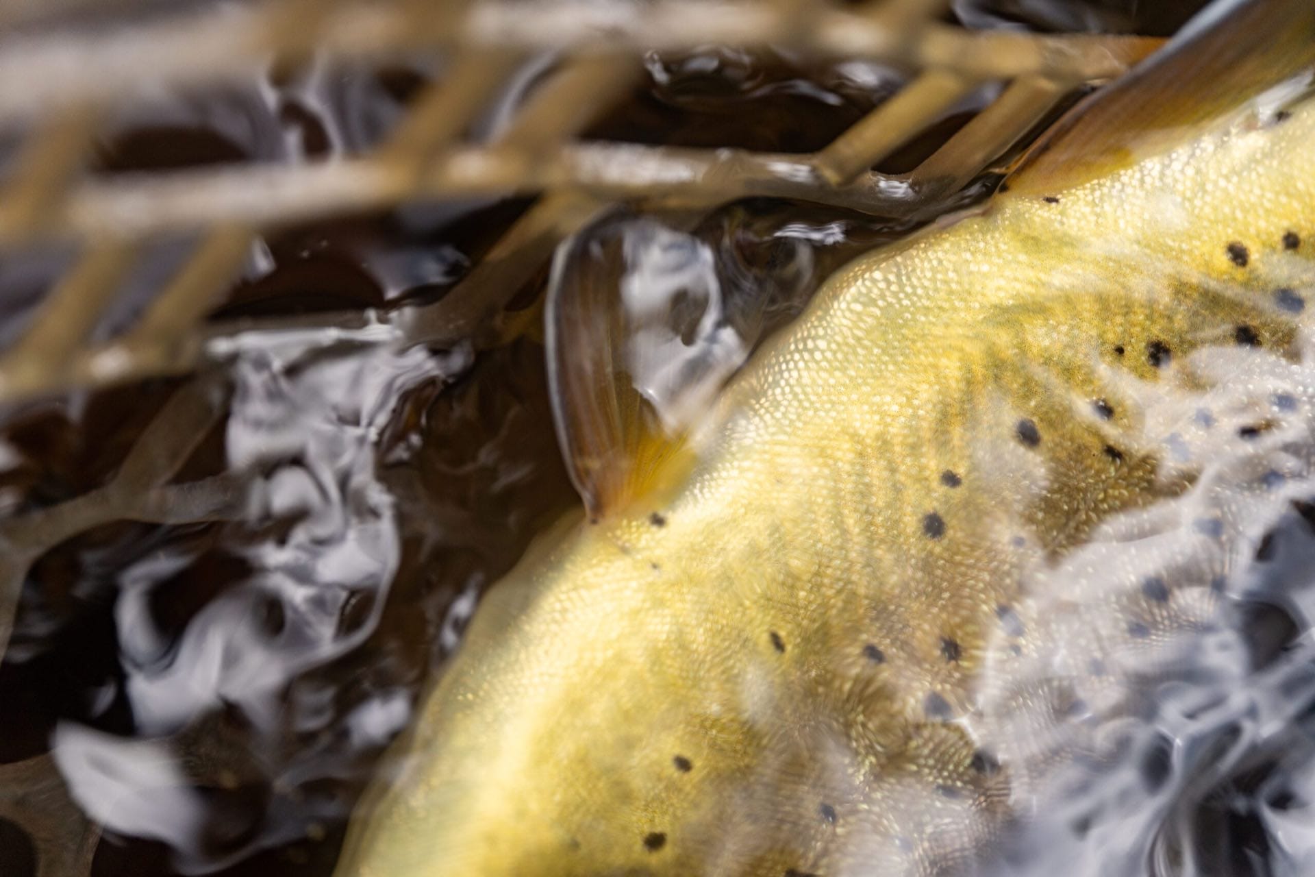 Calendar Survey Trout Unlimited