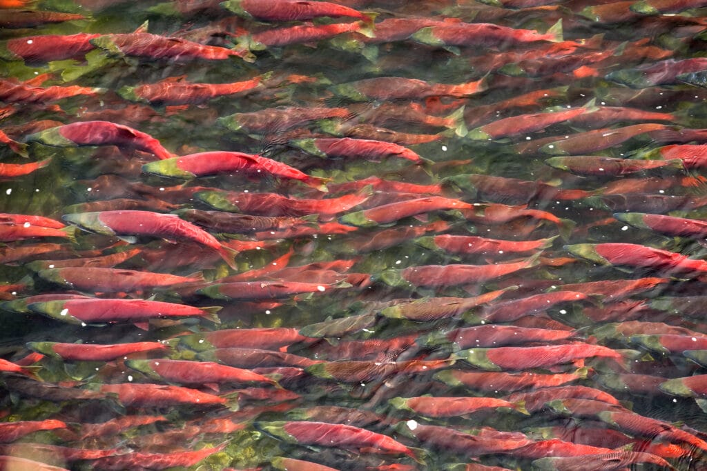 bristol bay sockeye salmon run