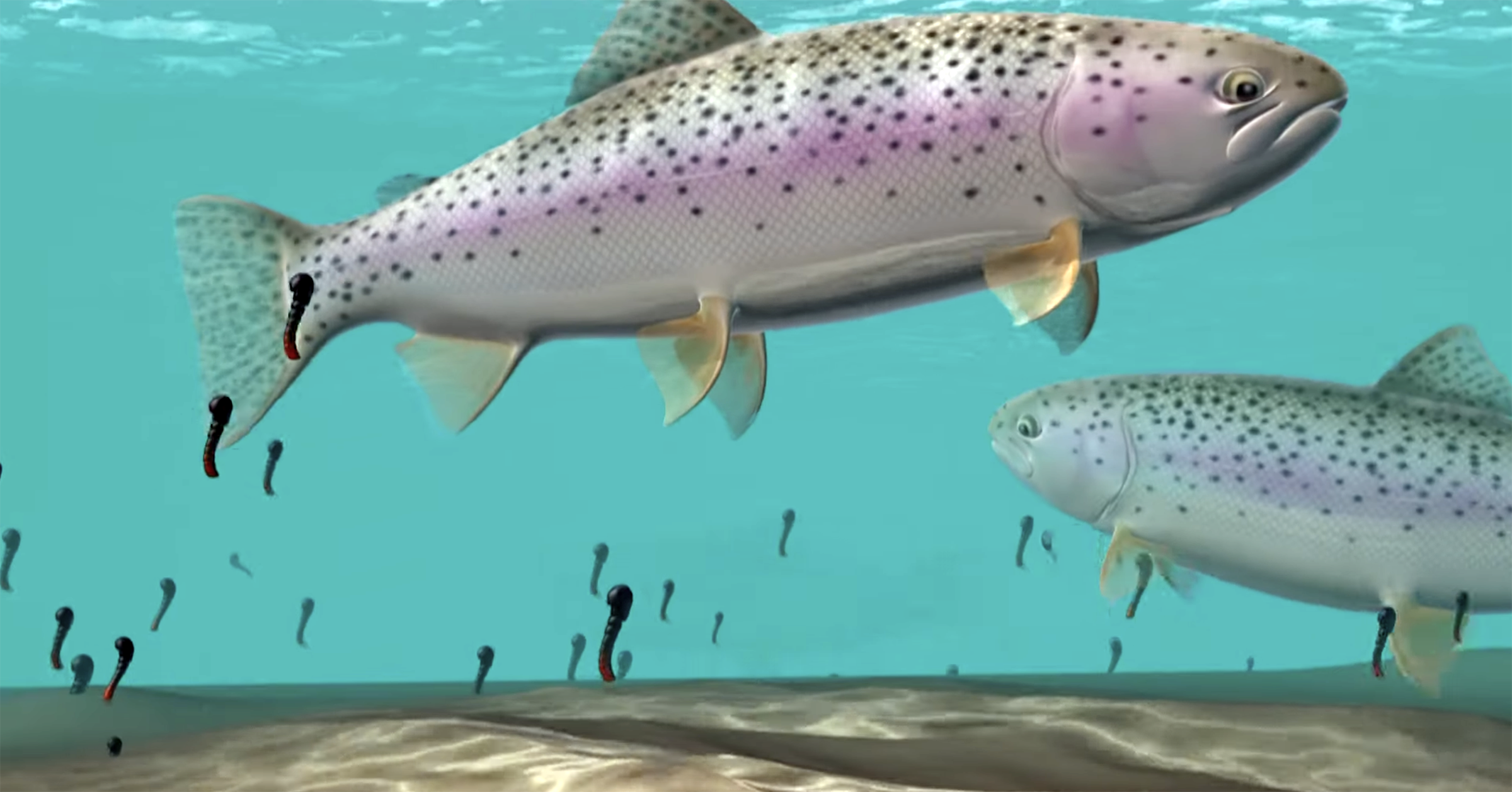 Tip Fishing Wet Flies Trout Unlimited