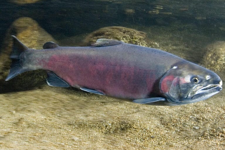 Trout Unlimited | Home