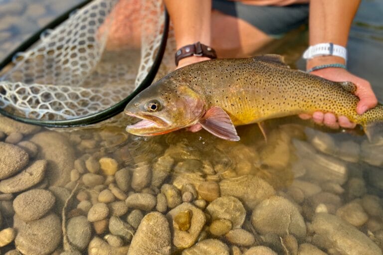 Working to save a species