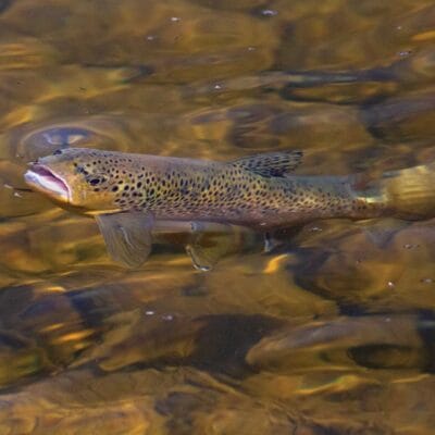 trout rising out of the stream