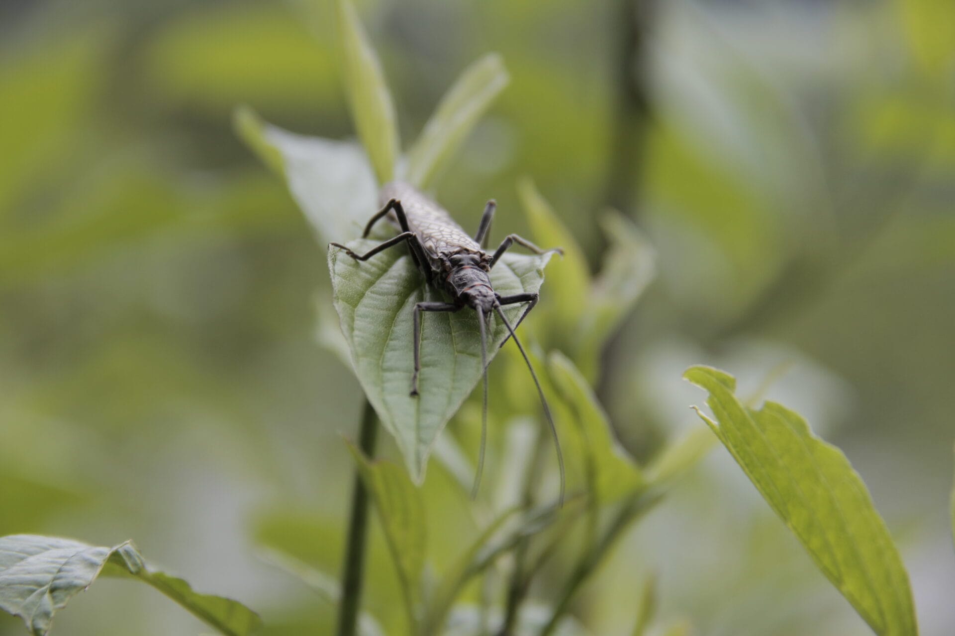 On The Hunt For Bug Knowledge - Trout Unlimited
