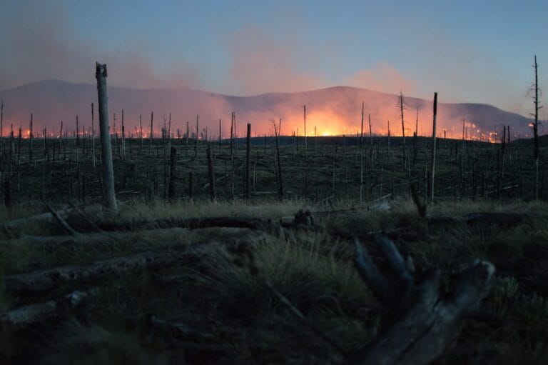 The True Cast - Wildfire