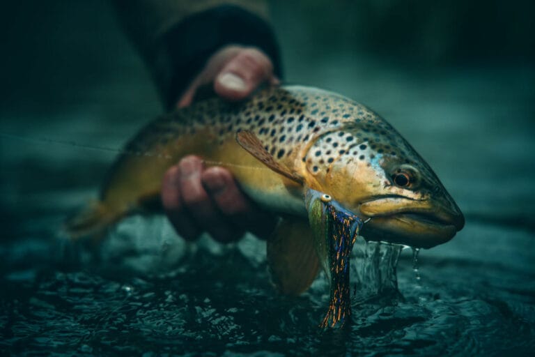 TROUT Tip – chucking meat