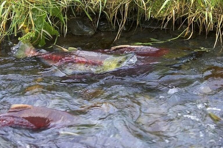 ConHydro hits the century mark