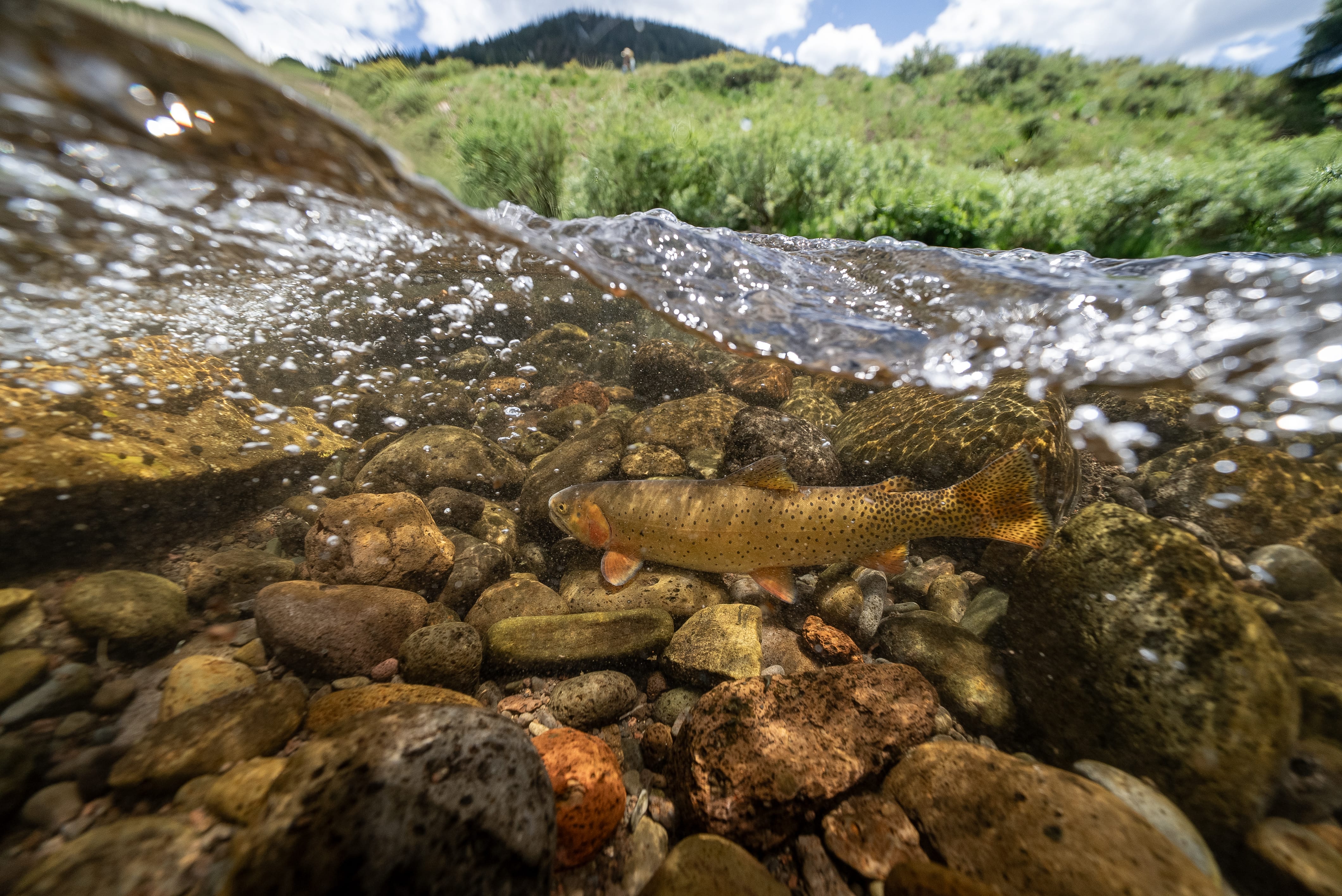 trout underwater