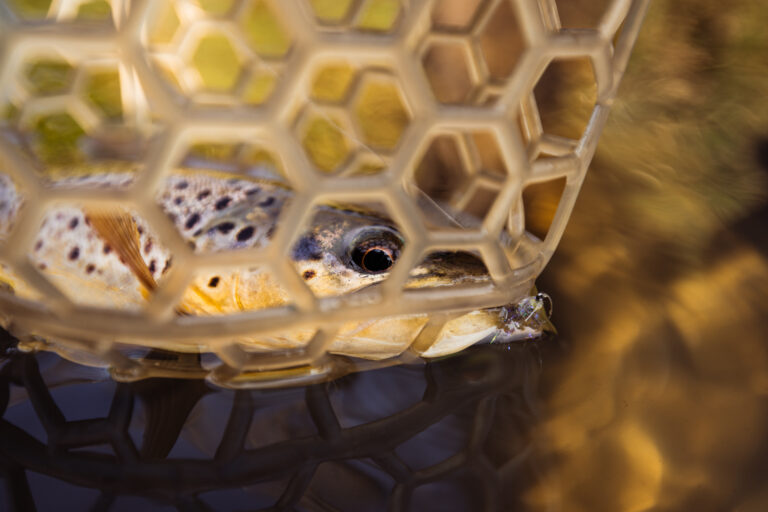 TROUT Tip - sight fishing nymphs