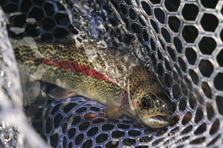 Conservation and Education on the Fall River