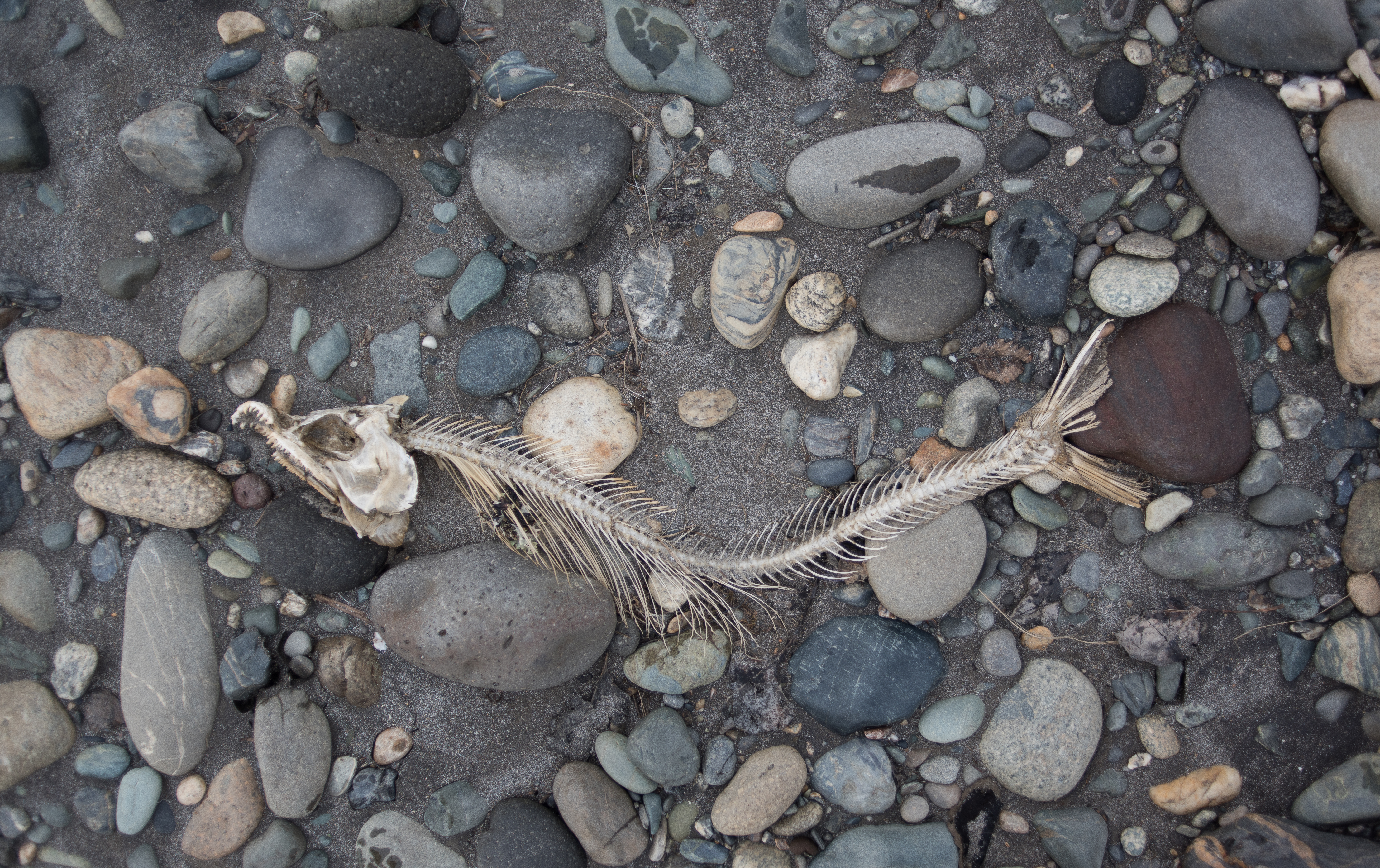 fish skeleton remnants tu photo of the week 2/23/26