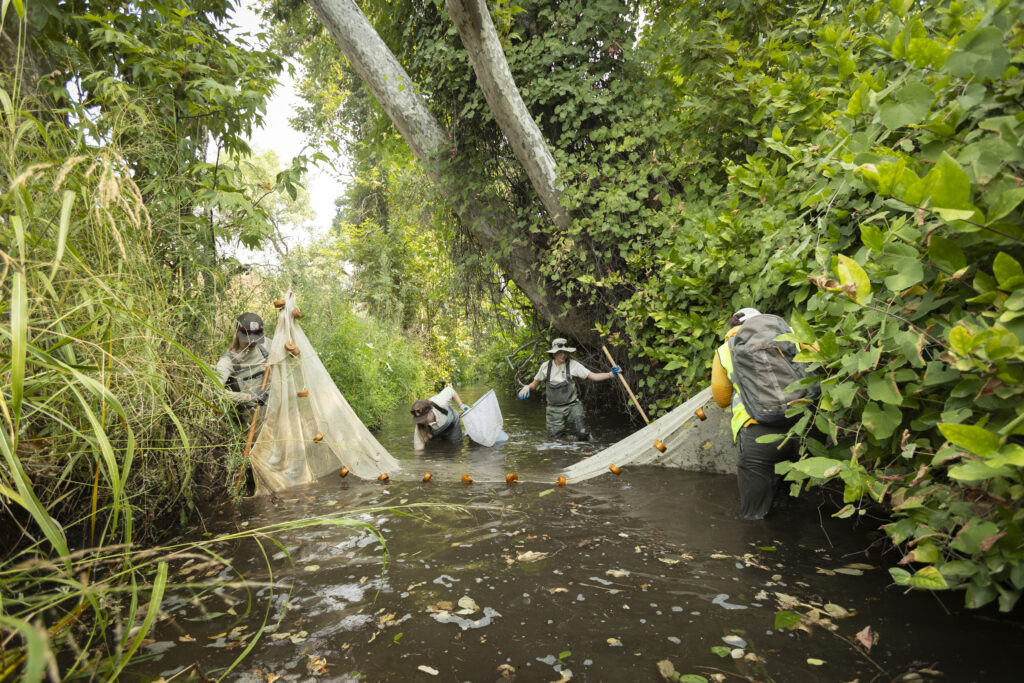 preparing paynes creek for construction