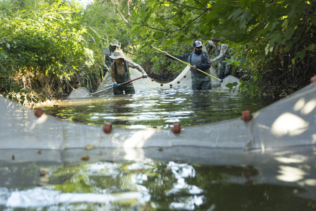 removing fish preparing paynes for construction