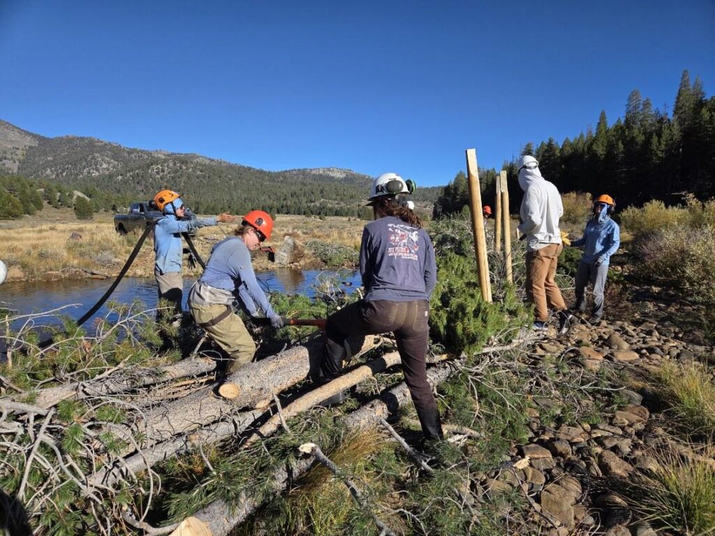 team working monache meadow restoration project 