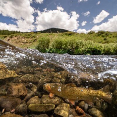 beautiful roadless area photo from stream level