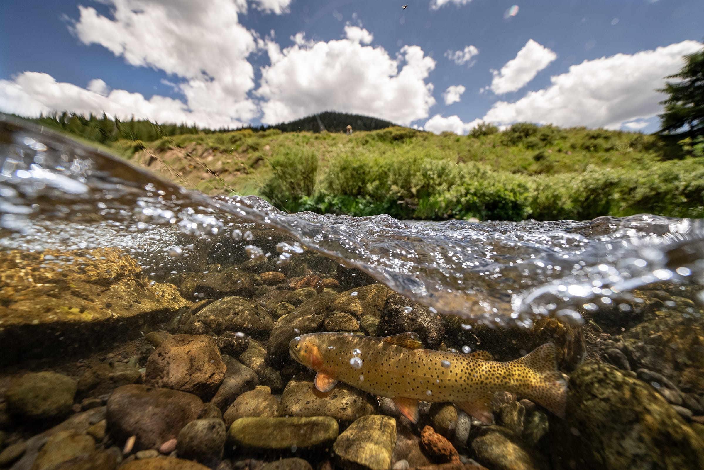beautiful roadless area photo from stream level