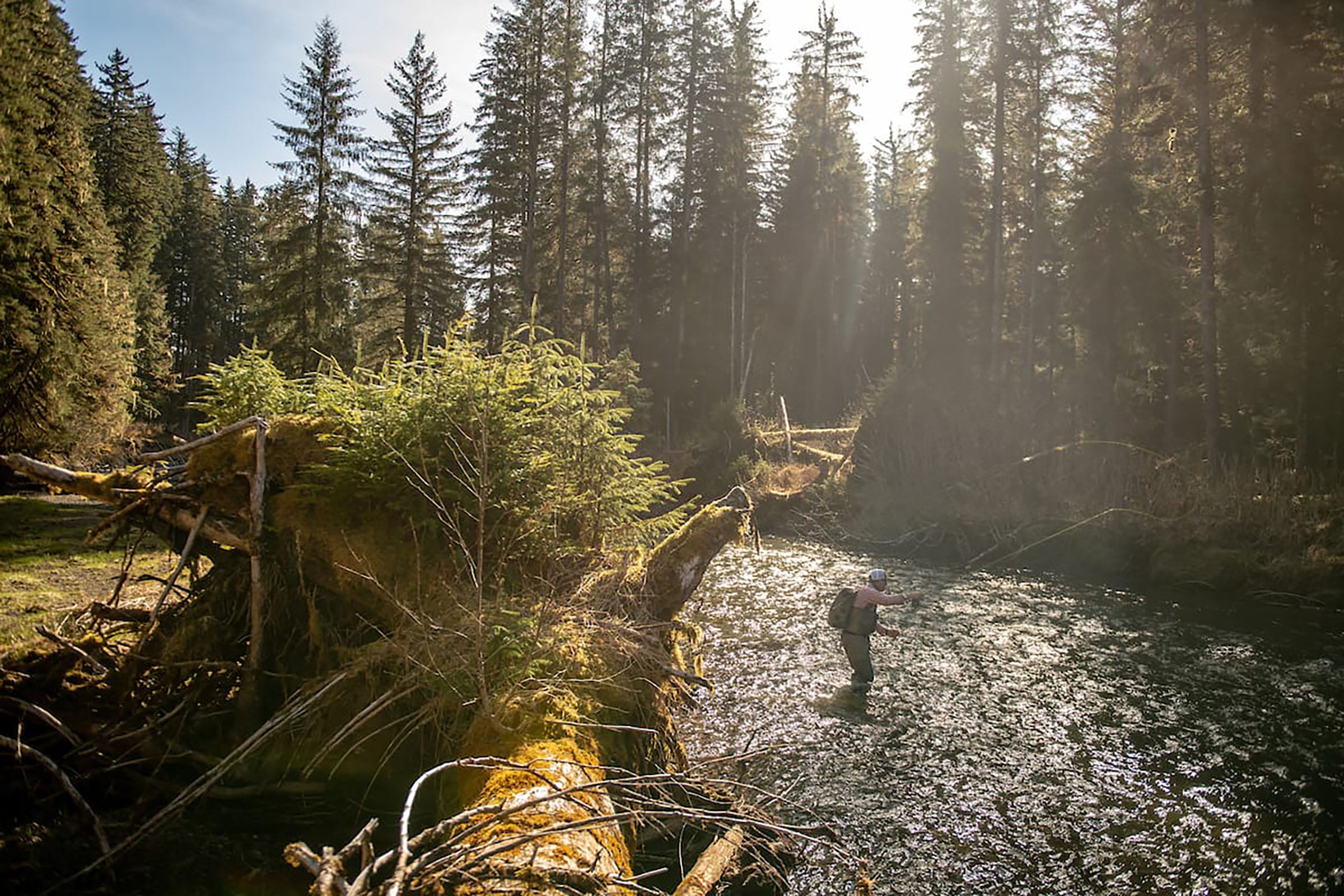 beautiful fishing forest stream roadless area