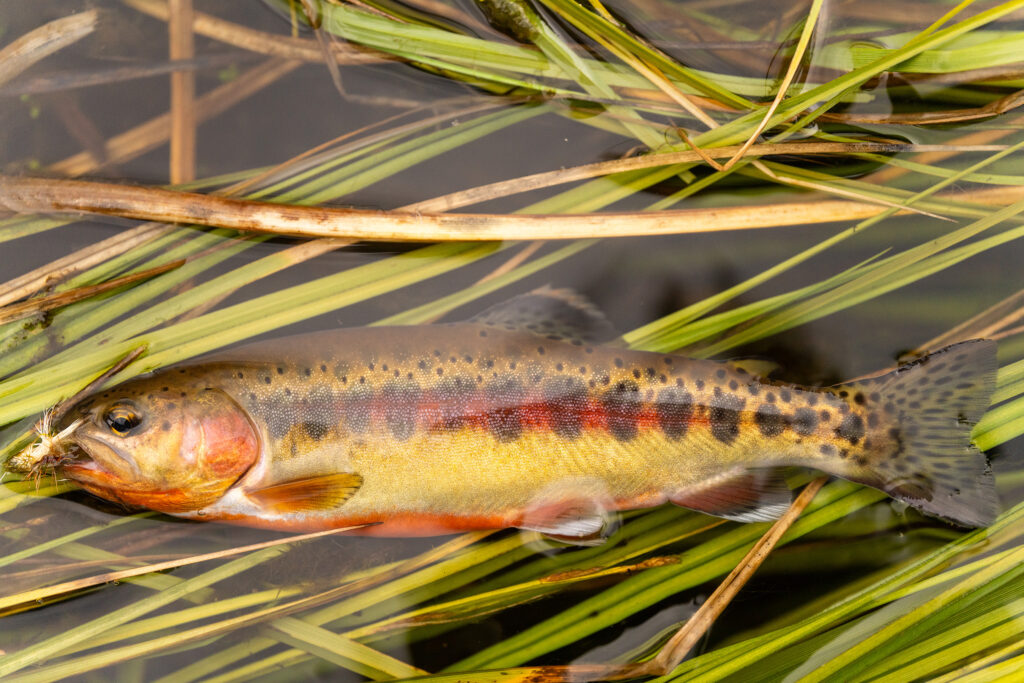 golden trout close up in stream