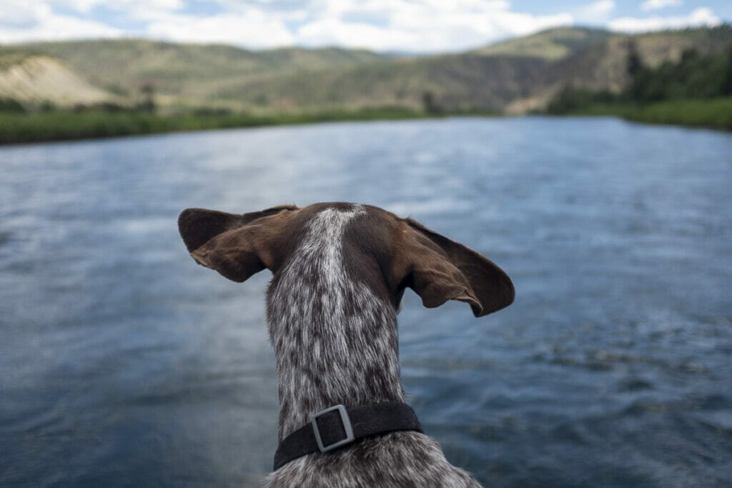 fishing dog looking over river