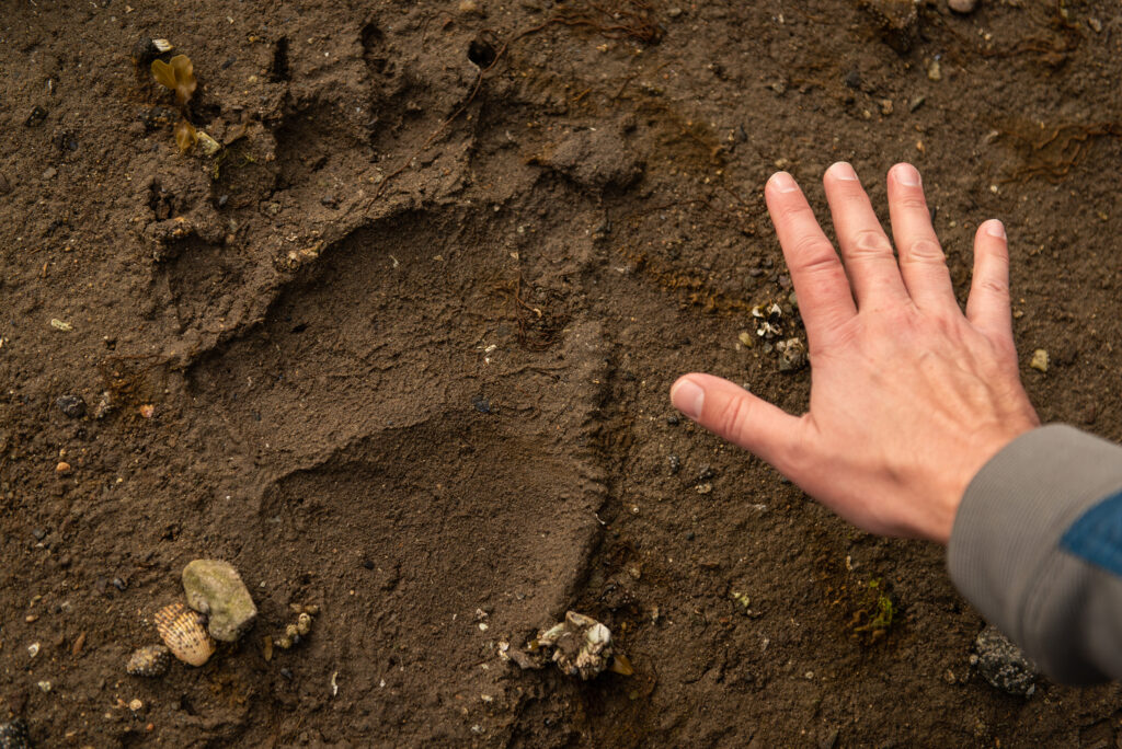 grizzly bear track next to hand for scale 