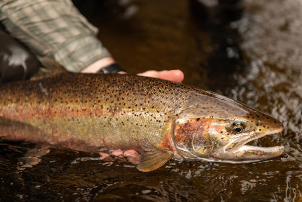beautiful fish in the tongass national forest