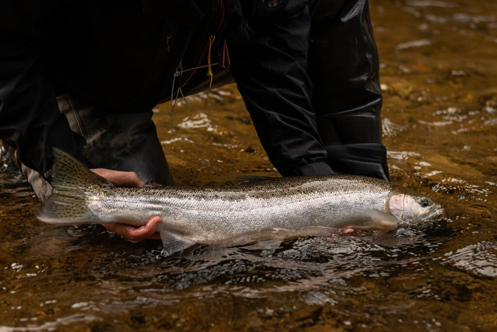 salmon in clean cold water in the Tongass National Forest