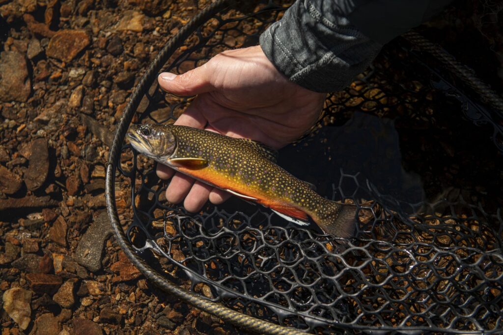 brook trout 