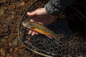 brook trout
