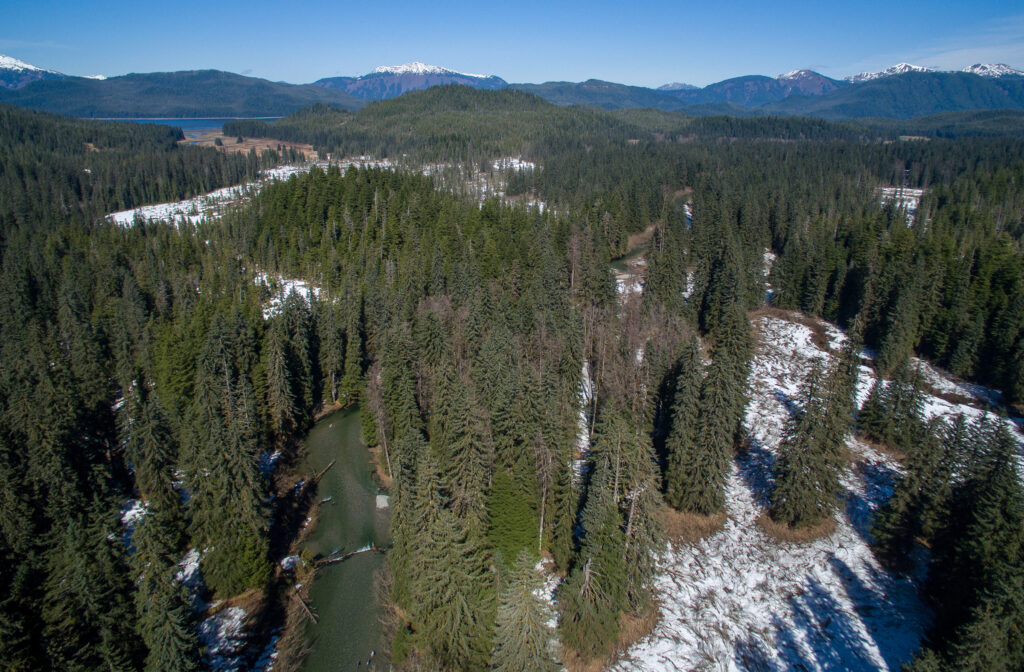 view of Tongass National Forest trees and streams from above