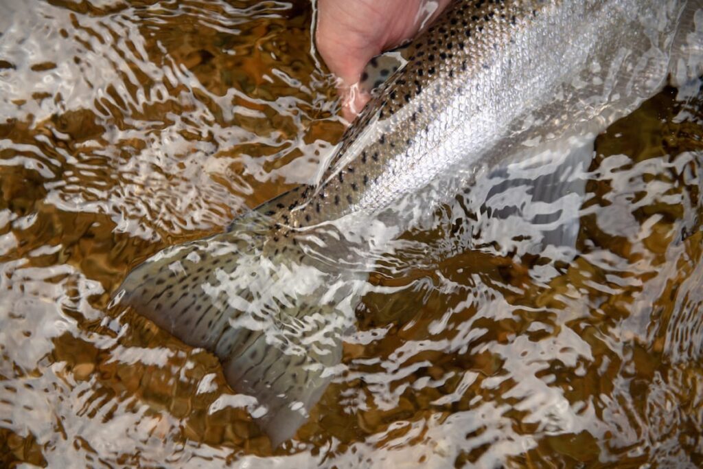 steelhead Tongass national forest