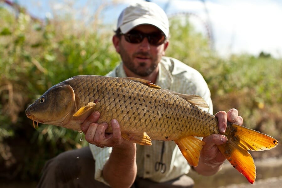 carp fishing