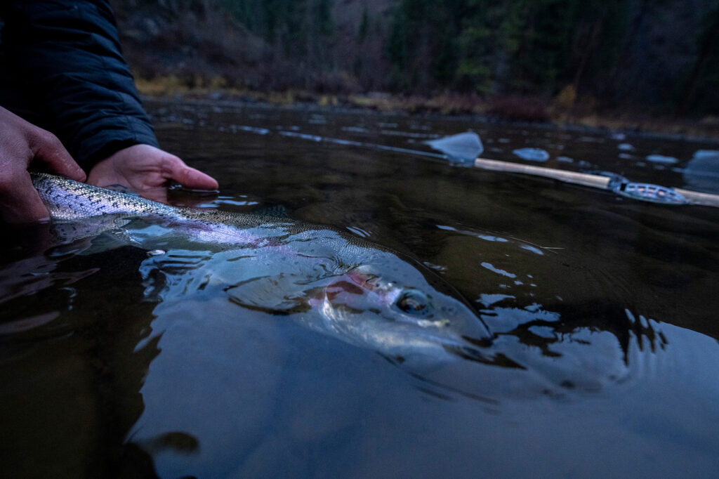 close up chinook salmon release on the lower snake river