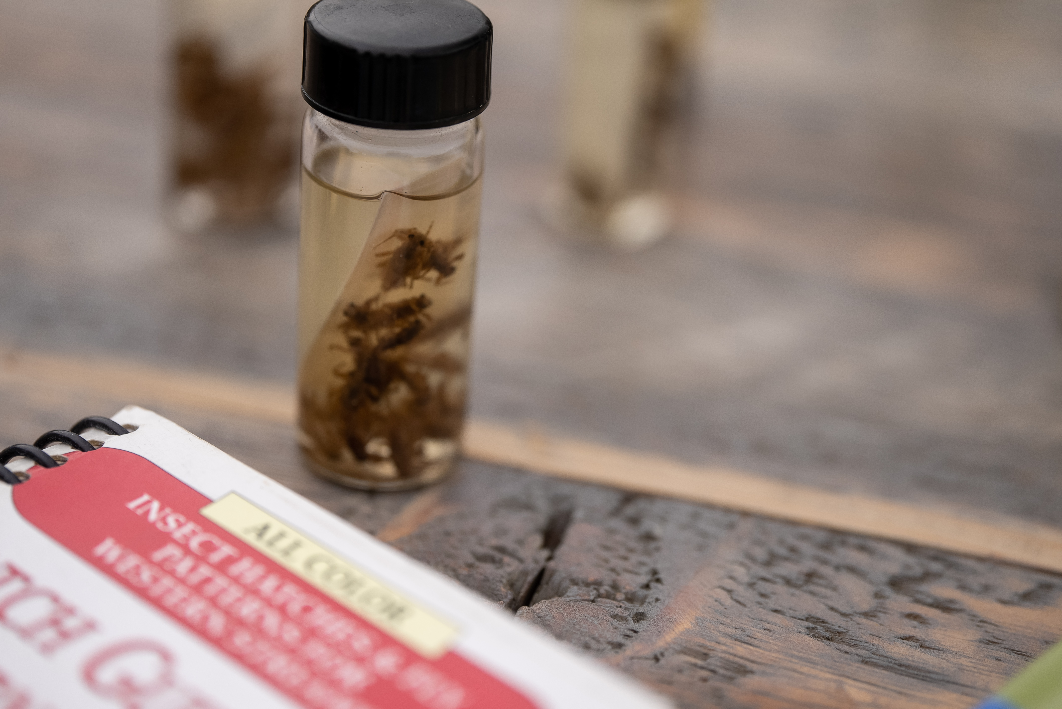 learning insect samples and guide book close up