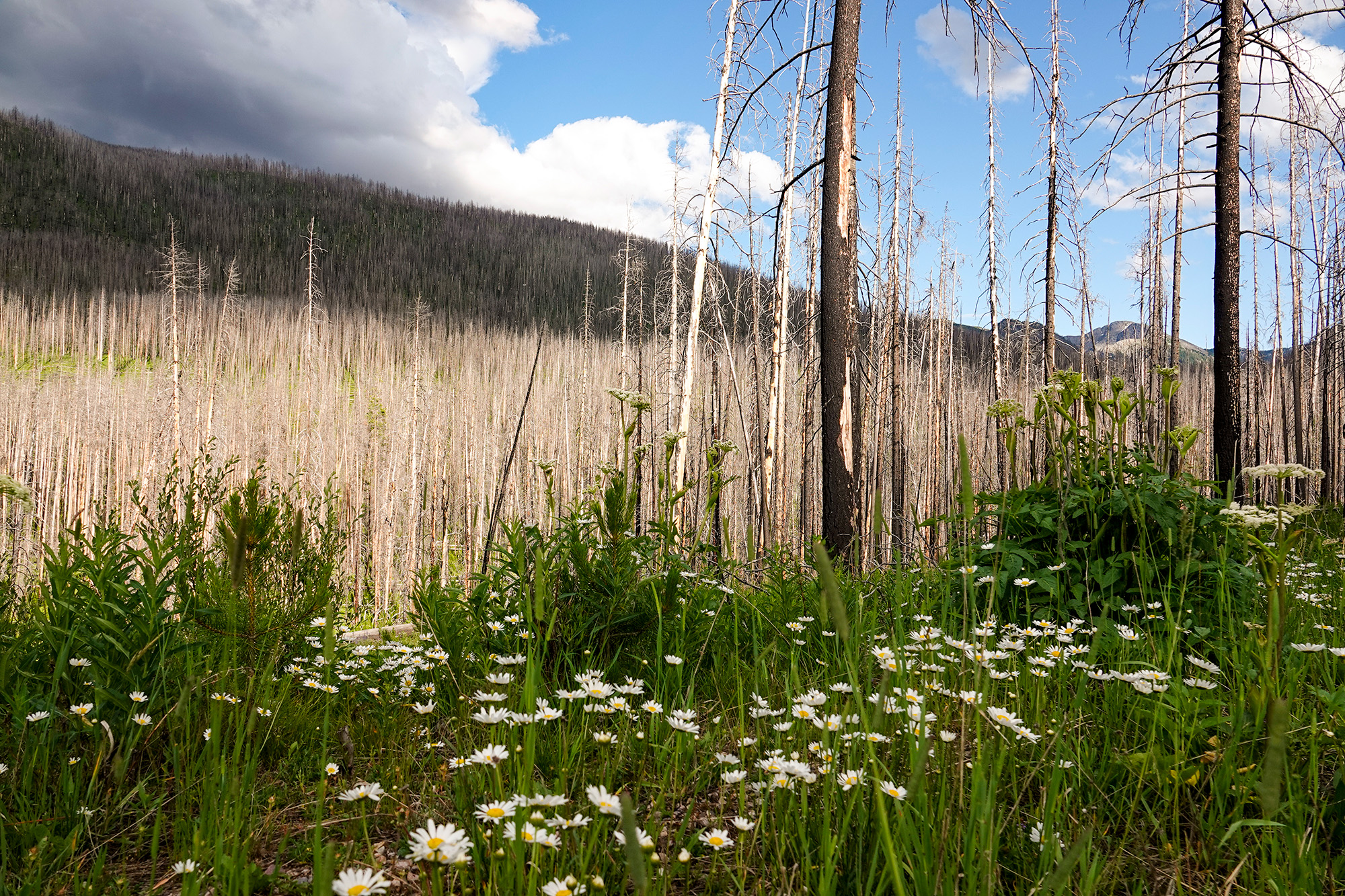 Anaconda Pintler Wilderness