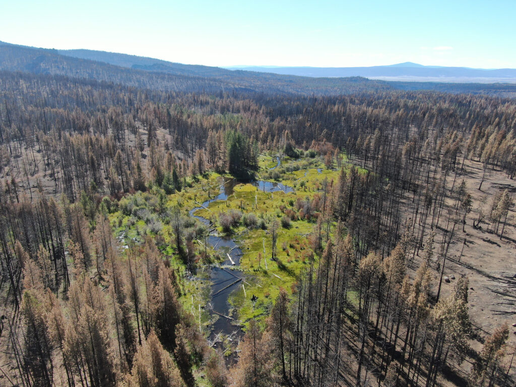 river wildfire resilience bootleg fire stream and forest starting to recover aerial drone photo