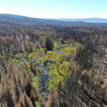 river wildfire resilience bootleg fire stream and forest starting to recover aerial drone photo