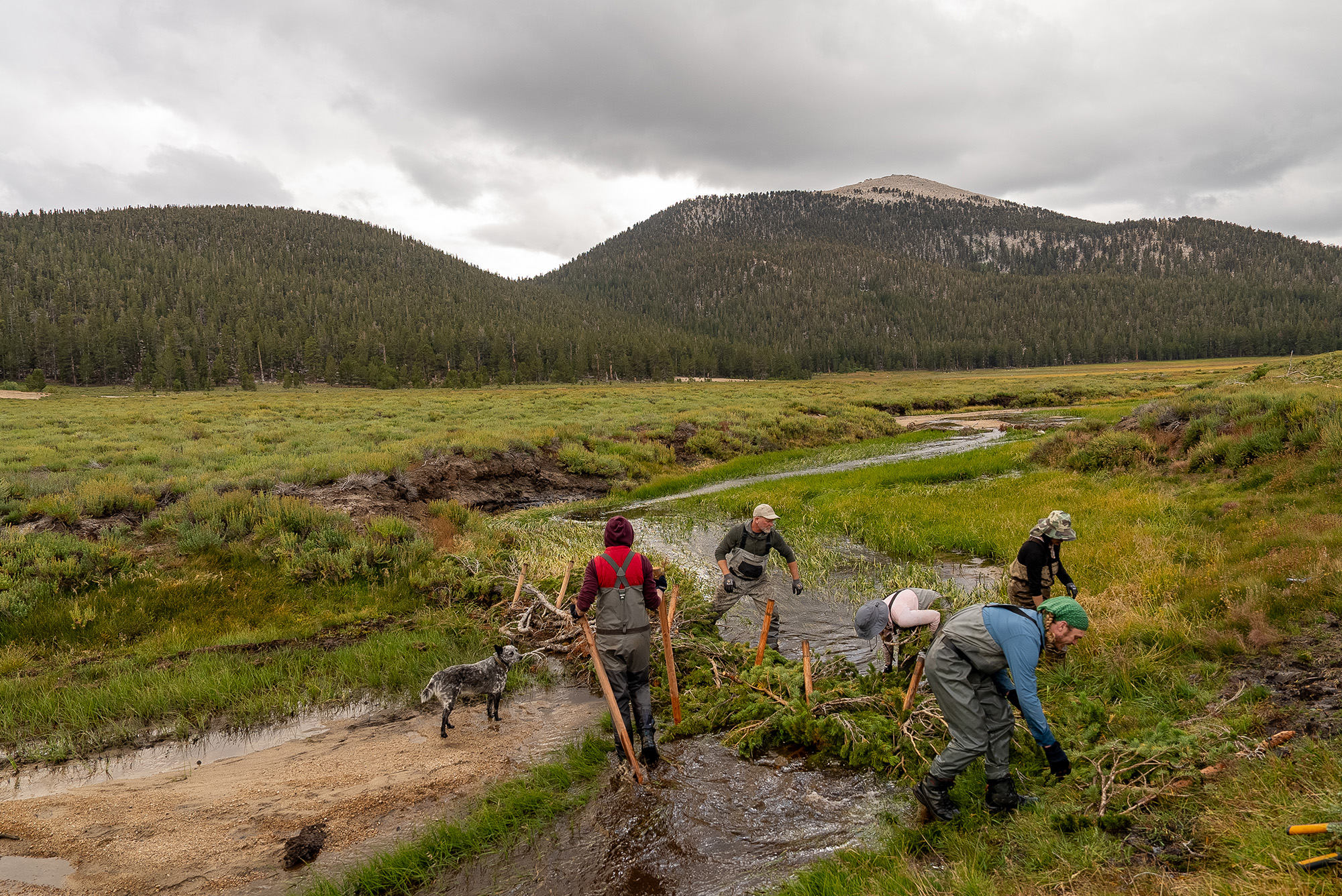 sequoia meadow fire restoration