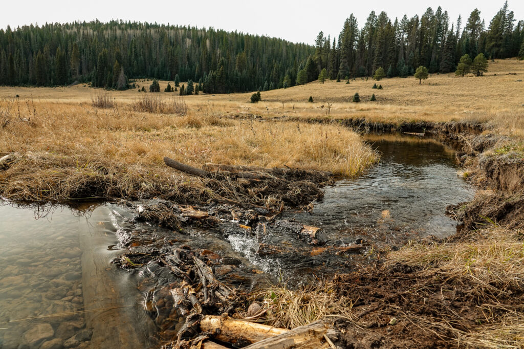 fire restoration work at Thompson Burrow Meadow