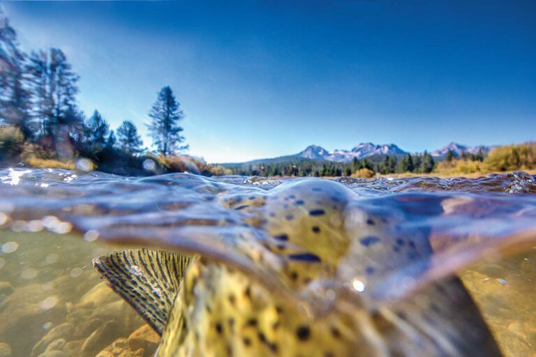 Idaho’s spring Chinook season: A reminder of what we’ve lost and what we can still restore 