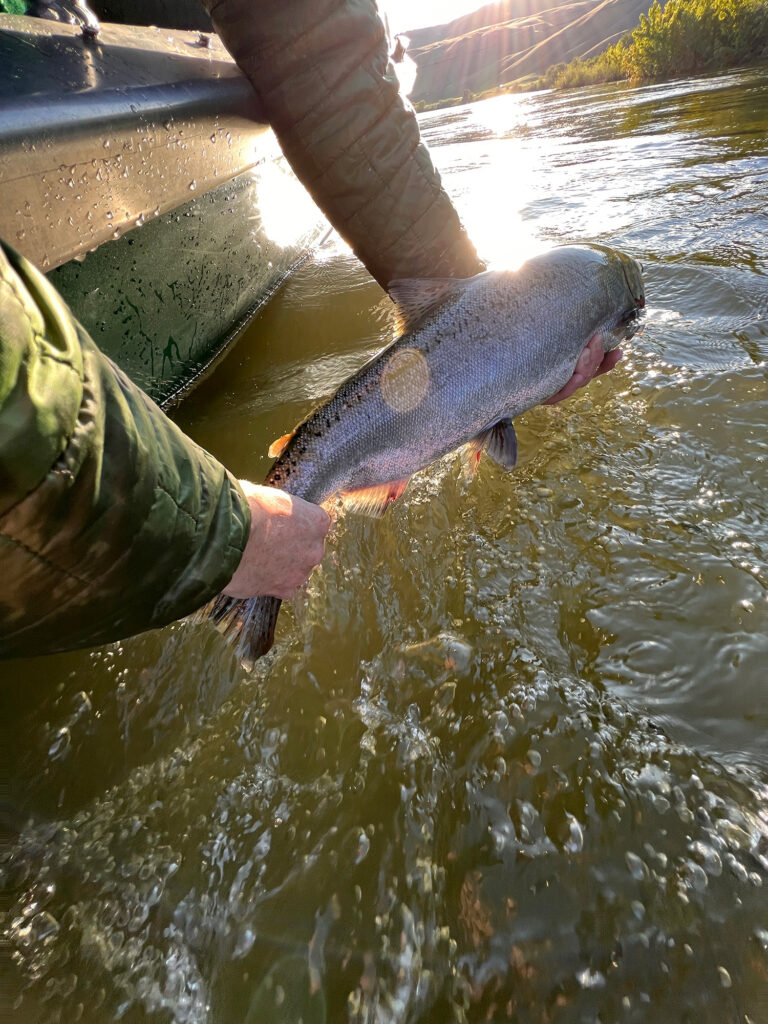 Chinook Release lower snake