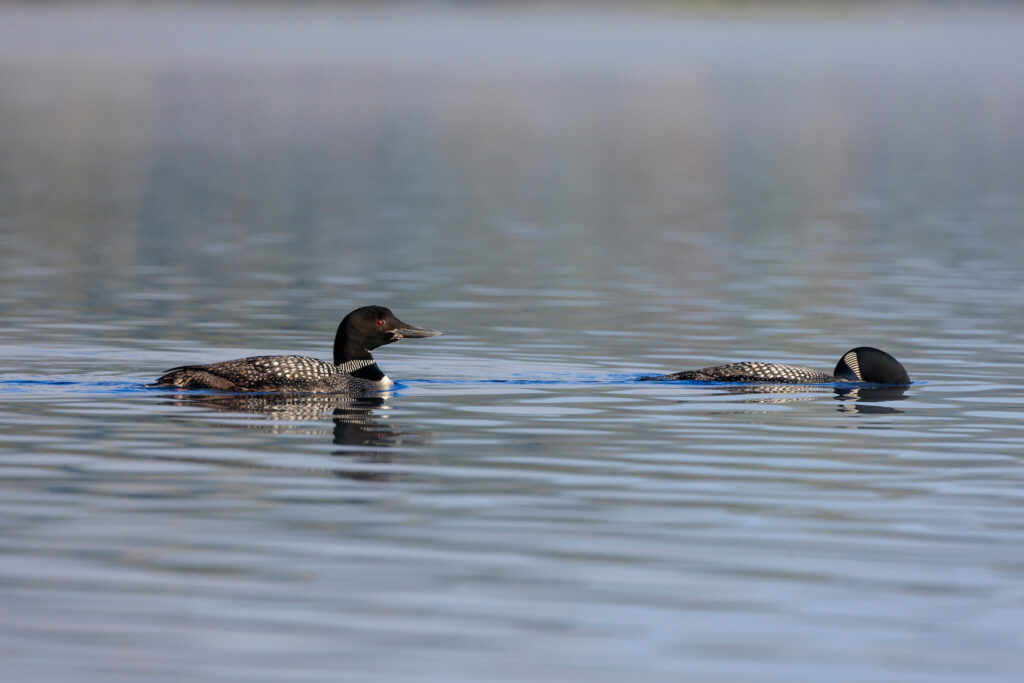 Common Loons on Aziscohos Lake_Jerry Monkman
