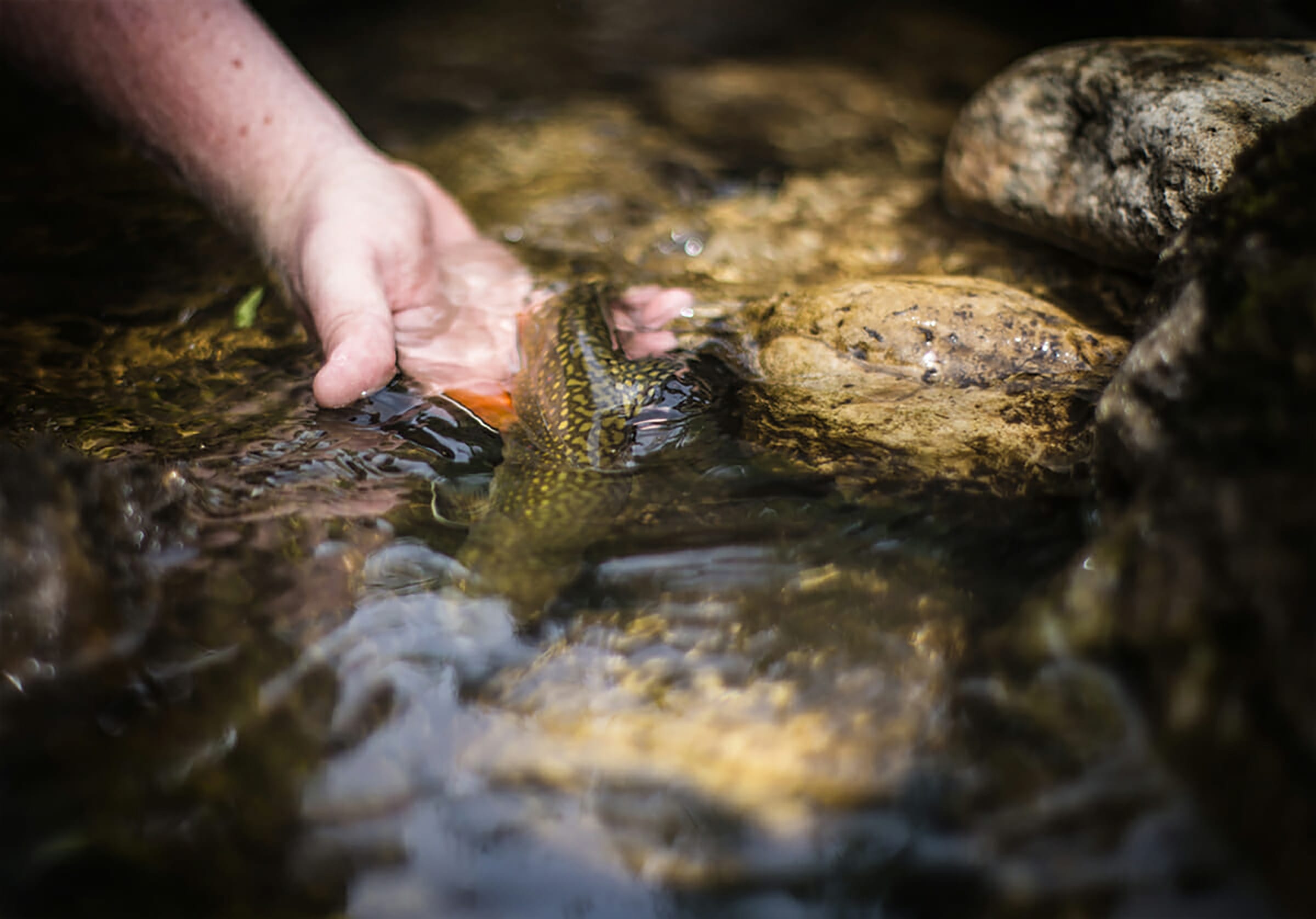 fishing brookie jefferson national forest