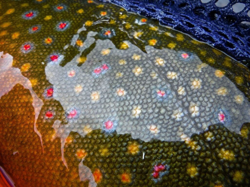 brookie pattern close up