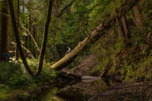 hare creek, fort bragg california