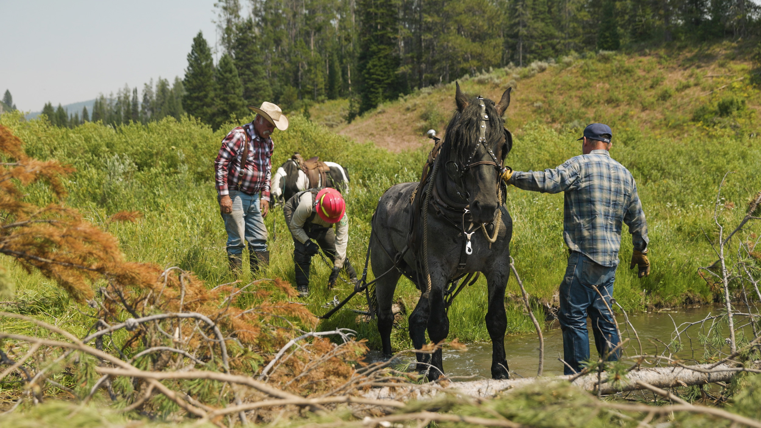 draft horse used to pull logs in Tincup Creek LTPBR restoration