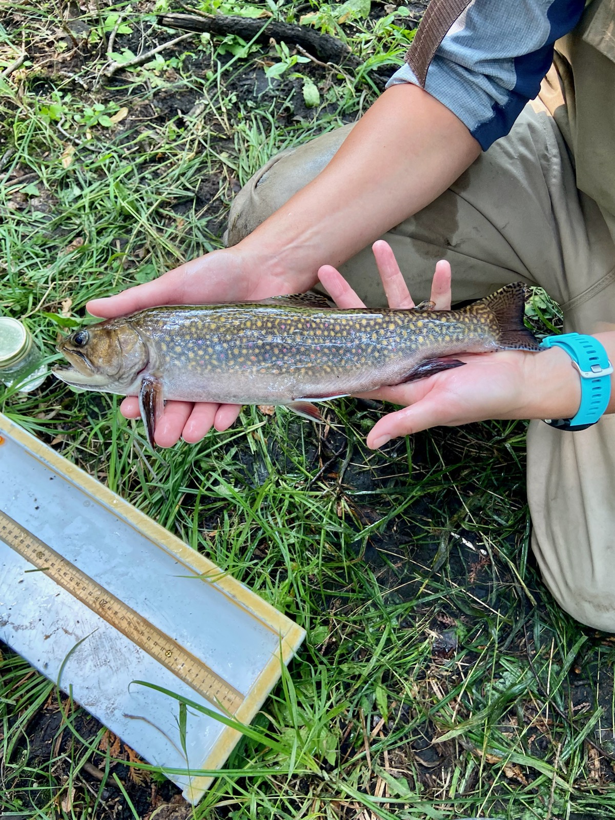 trout measuring